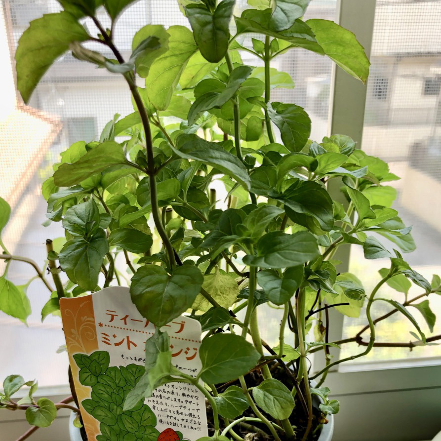 お薬手帳アプリ