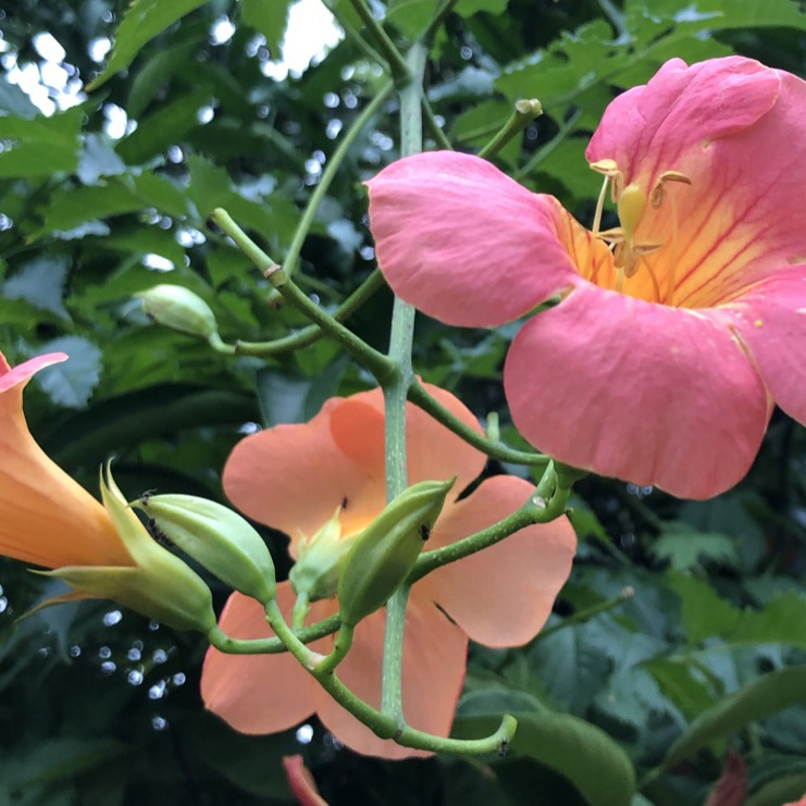 花