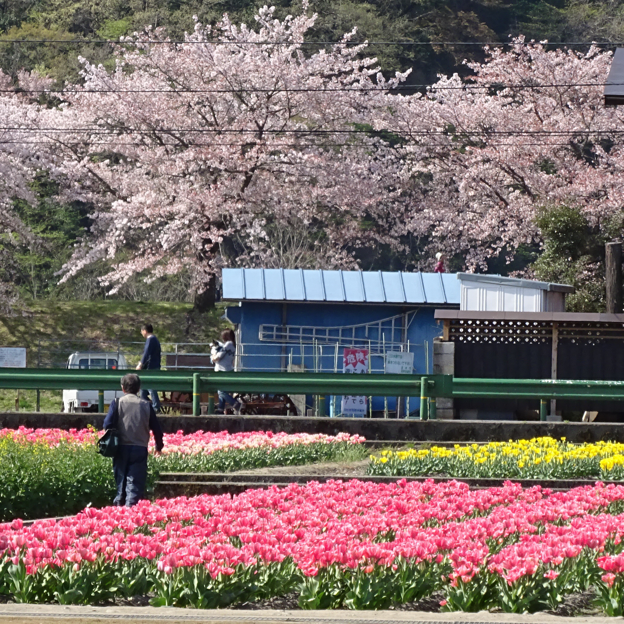 朝顔
