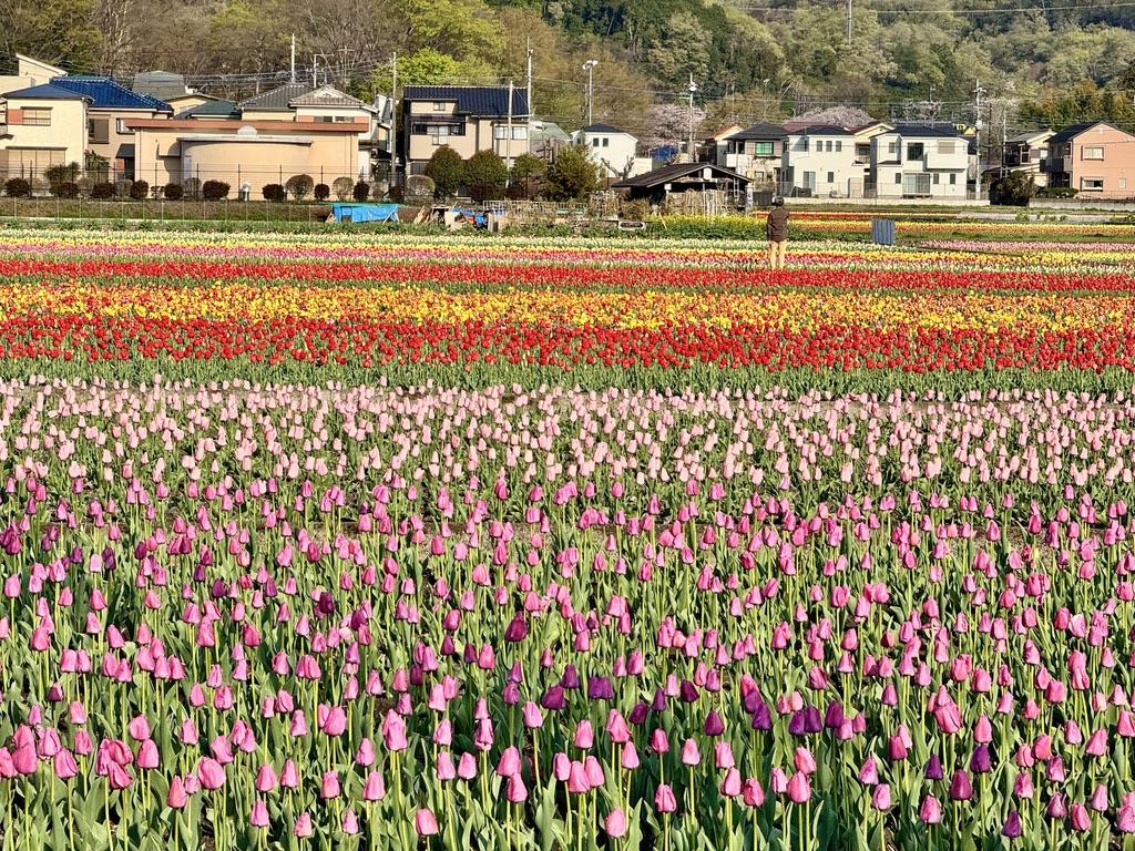 羽村市のチューリップ畑