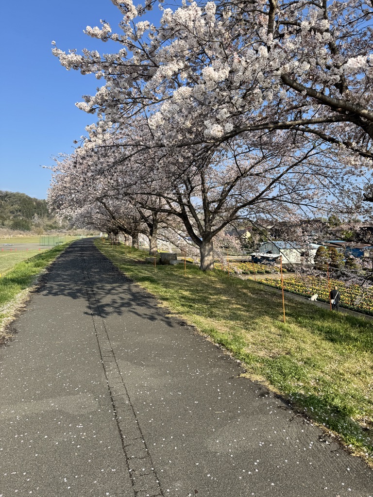 多摩川土手の桜